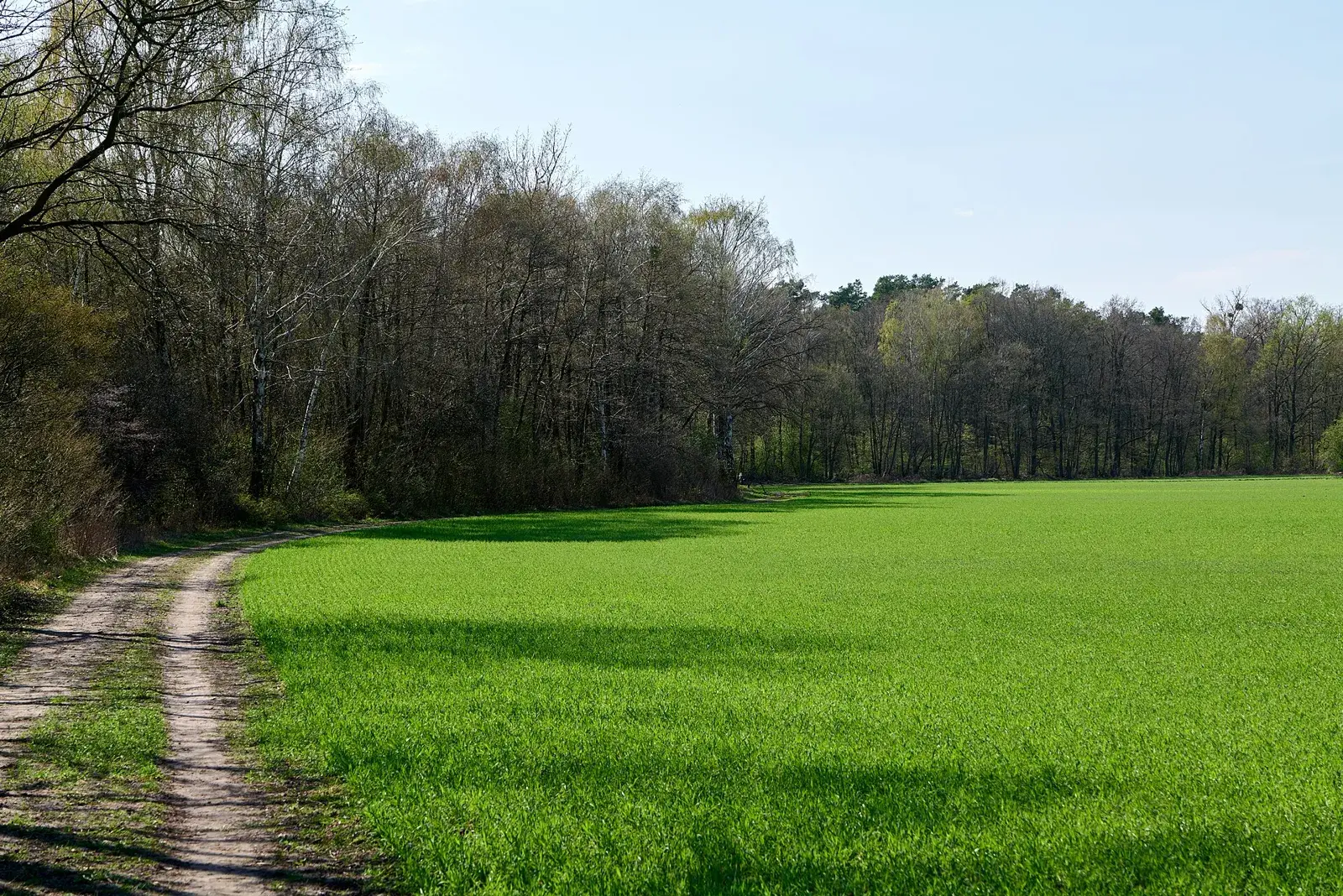 Grünes Feld mit Feldweg und Waldrand