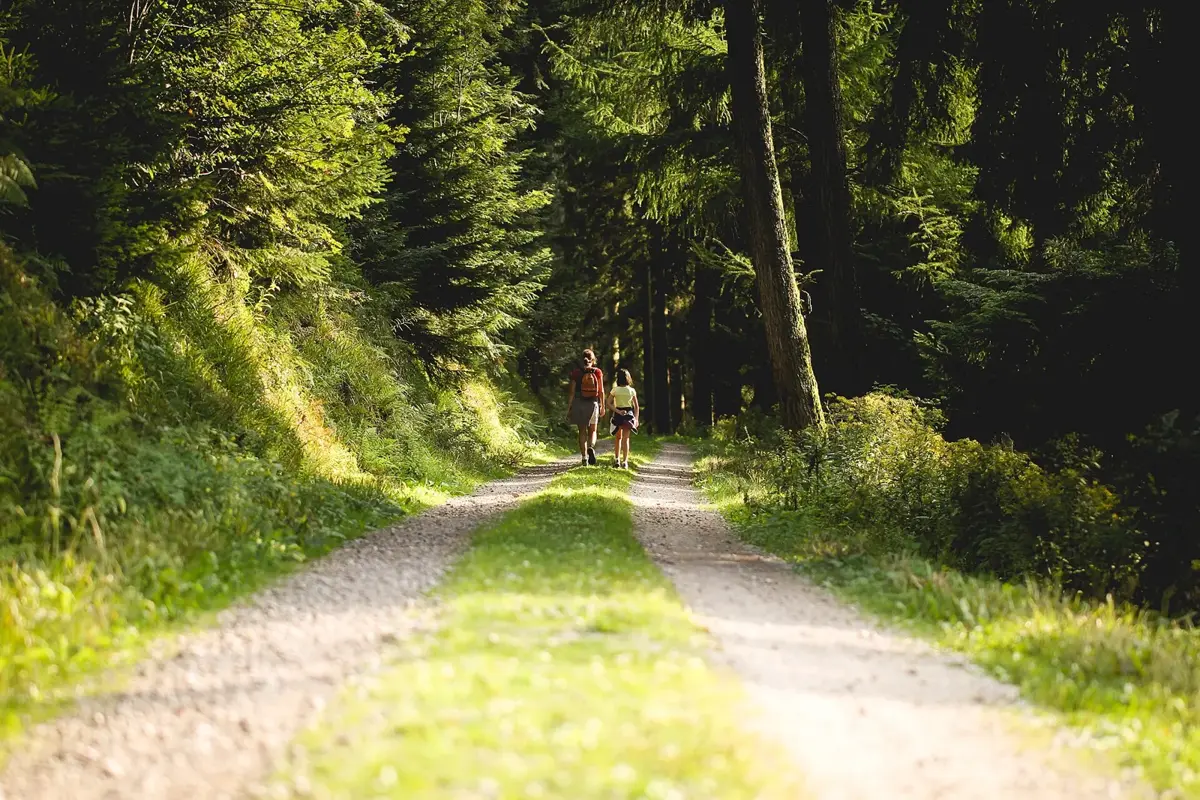 Sonniger Waldweg